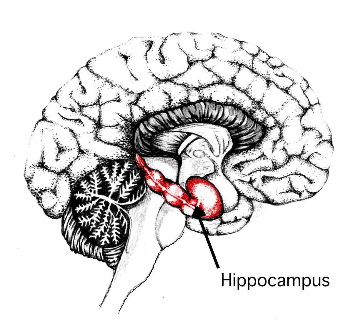 brain_hippocampus